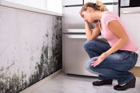 Professional Mold Removal & Remediation in Moncks Corner, SC